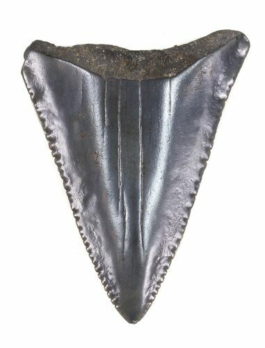 Serrated Fossil Great White Shark Tooth - #48885